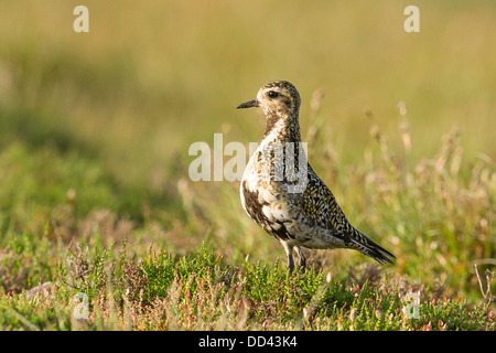 Eine europäische Goldregenpfeifer auf dem Yorkshire Moor Stockfoto