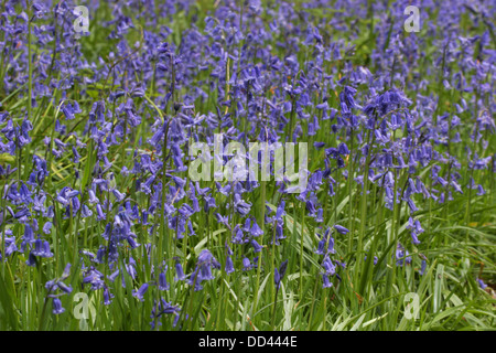 Glockenblumen, Endymion nicht-Scriptus, wachsen im Wald. Genommen Mai, Ashridge, Hertfordshire, UK Stockfoto