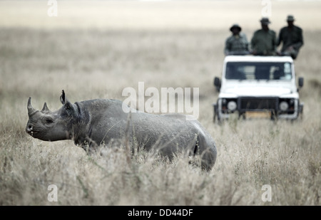 Ein schwarzes Nashorn Diceros Bicornis Wesen unter Sie vorsichtig beobachten von tansanischen Park Wächter von TANAPA gehalten Stockfoto