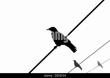 Krähen auf Drähten, silhouette Stockfoto
