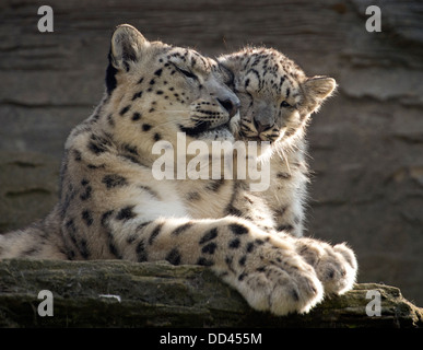 Snow Leopard Irina und cub Stockfoto
