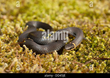 Südliche ringneck Snake auf grünen Teppich Moss - Diadophis punctatus Stockfoto