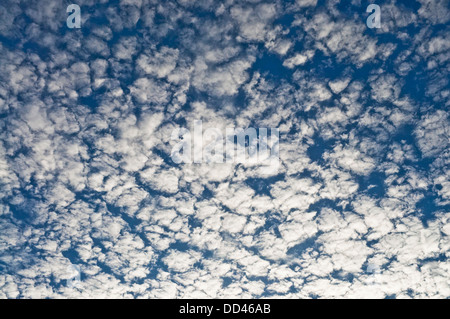 Makrele Himmel / Altocumulus-Wolken und Pappeln - Frankreich. Stockfoto