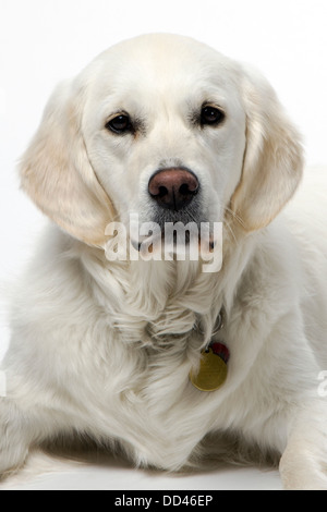 Studio Foto von Platin farbige Golden Retriever Welpe (9 Monate). Stockfoto