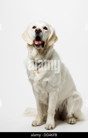 Studio Foto von Platin farbige Golden Retriever Welpe (9 Monate). Stockfoto