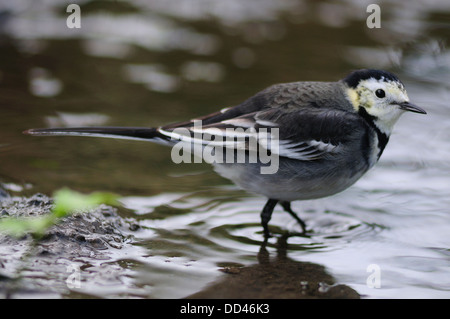 Ein Trauerschnäpper Bachstelze Paddeln im Wasser UK Stockfoto