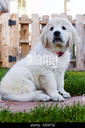 Platin farbige Golden Retriever Welpen (8 Wochen). Stockfoto