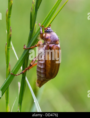 Ein wilder Sommer Spreusieb (Amphimallon Solstitialis) Beatle auf einem Grashalm, Frankreich Stockfoto