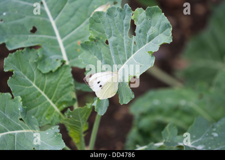 Großer weißer Schmetterling, Pieris Brassicae, Eiablage an Brassica Pflanzen, August, england Stockfoto