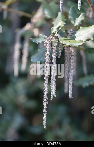 Garrya Elliptica, einem buschigen immergrüner Strauch ursprünglich aus Kalifornien und Oregon, Sorte "James Roof" mit beeindruckend lange Kätzchen Stockfoto