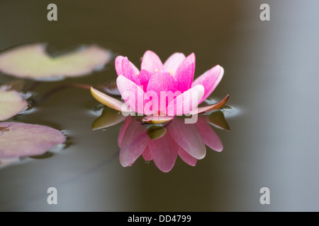 Schöne rosa Seerose, Laydekeri Rosea, Blüte im Sommer, schwimmend auf einem ruhigen Teich mit einer Reflexion Stockfoto