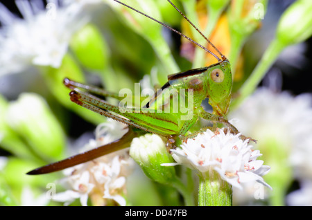 Cricket-Nymphe hoch oben auf einer wilden Blume. Stockfoto