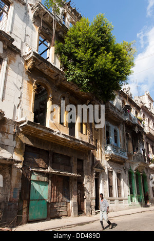 Ein Baum wächst im Inneren eines Gebäudes und kommt durch das obere Fenster in Havanna, Capitol City von Kuba Stockfoto