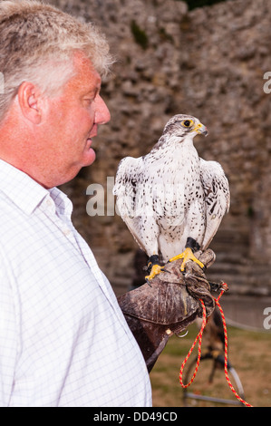 Ein Gerfalke Gerfalken (Falco Rusticolus) in der Falknerei-Anzeige bei Beaulieu, Hampshire, England, Großbritannien, Uk Stockfoto