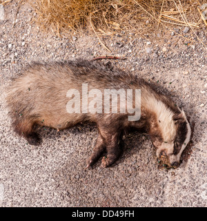 Einen Toten Dachs am Straßenrand im Vereinigten Königreich Stockfoto