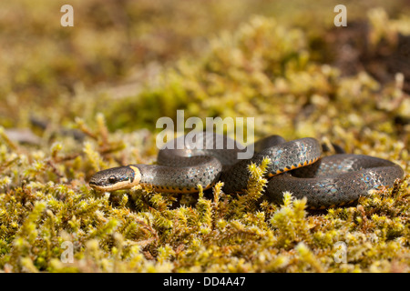 Südliche ringneck Snake auf grünen Teppich Moss - Diadophis punctatus Stockfoto