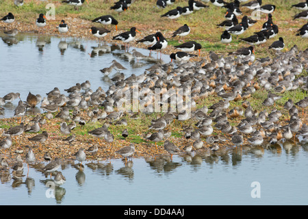 High Tide Wader Roost, einschließlich Austernfischer,(Haematopus ostralegus) Knoten, (Calidris Canuta), Alpenstrandläufer (Calidris Alpina) Stockfoto