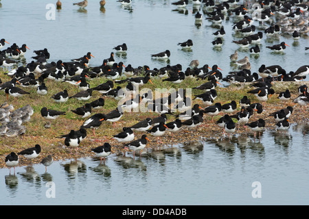 High Tide Wader Roost, einschließlich Austernfischer (Haematopus Ostralegus) Stockfoto