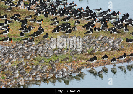 High Tide Wader Roost, einschließlich Austernfischer (Haematopus Ostralegus) Stockfoto