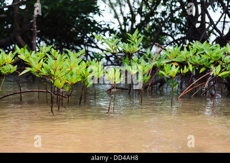 Kleine Mangroven wachsen in der Küste von Thailand Stockfoto