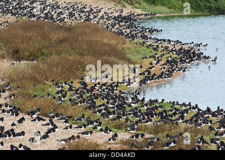 High Tide Wader Roost, einschließlich Austernfischer (Haematopus Ostralegus) Stockfoto