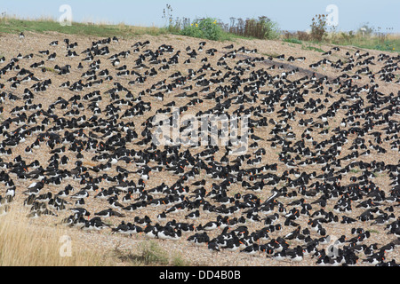 High Tide Wader Roost, einschließlich Austernfischer (Haematopus Ostralegus) Stockfoto