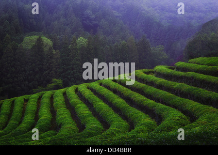Nebel über Daehan Dawon Grüntee Feld in Boseong, Südkorea. Stockfoto