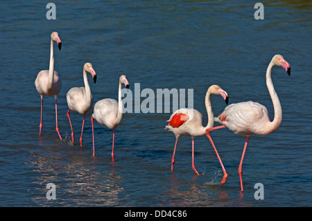 Eine Gruppe von Rosaflamingos (Phoenicopterus Roseus), zu Fuß in das Wasser. Camargue, Frankreich Stockfoto