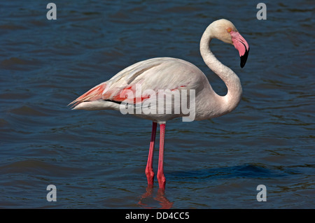 Rosaflamingo (Phoenicopterus Roseus) auf Nahrungssuche in einem See, Camargue, Frankreich Stockfoto