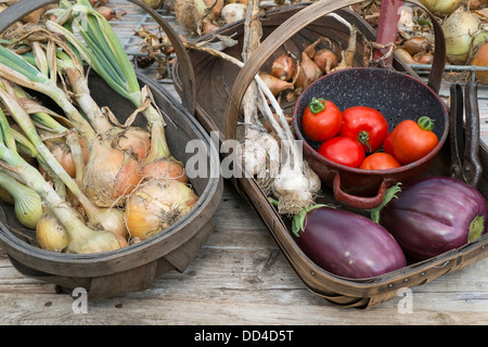 Garten Ernte von Auberginen, Zwiebeln, Knoblauch, Schalotten und Tomaten. Stockfoto