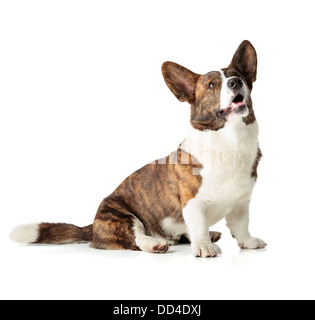 Welsh Corgi Cardigan isoliert auf weißem Hintergrund Stockfoto