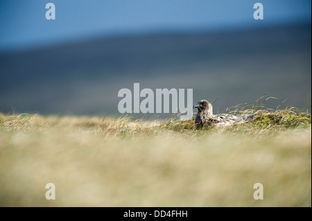 Great Skua (Eulen skua) Stockfoto