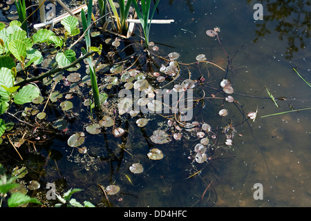 Fransen Seerose schwimmend in einem kleinen Teich Jackson Brick Werke mittleren Holz Weg Poynton Cheshire England Stockfoto