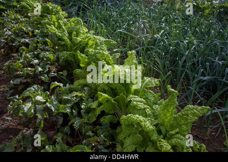 Rote Beete, Blattsalate und Lauch in einer heimischen Gemüsegarten in einem Garten hinter dem Haus Somerset. Stockfoto