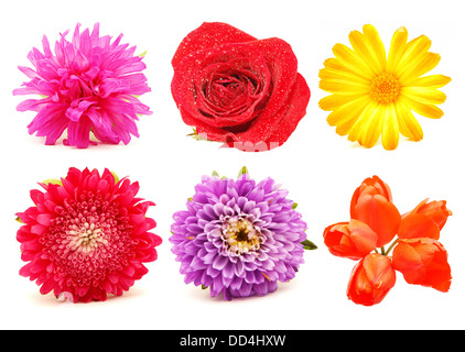 Blumen. Satz Stockfoto