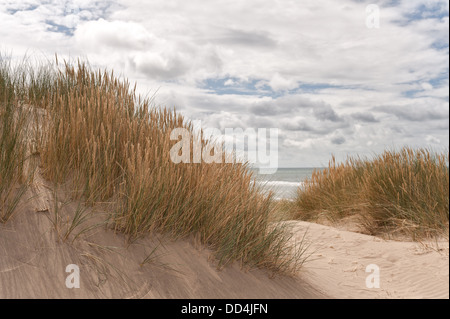 Dünengebieten Grass unter Ynyslas Sanddünen, die Stabilisierung, die immer noch wachsende Rollen Schindel Ridge und sandigen Hügel Stockfoto