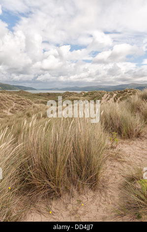 Dünengebieten Grass unter Ynyslas Sanddünen, die Stabilisierung, die immer noch wachsende Rollen Schindel Ridge und sandigen Hügel Stockfoto