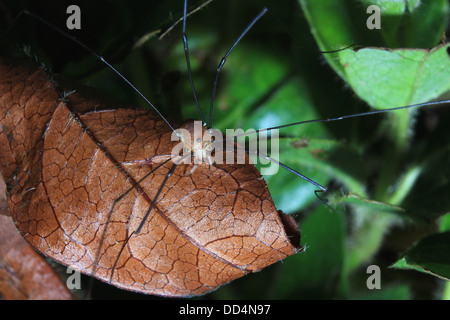 Harvestman Leiobunum rotundum Stockfoto