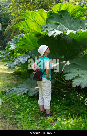 Frau Gunnera Manicata, Riesen Rhabarber, England, August betrachten Stockfoto