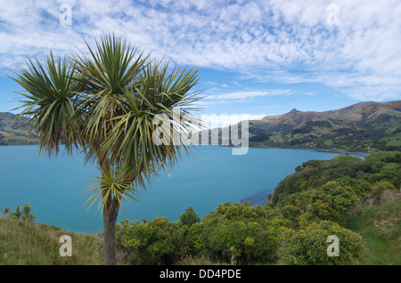 Kohl-Baum auf der Banks Peninsula, Neuseeland Stockfoto