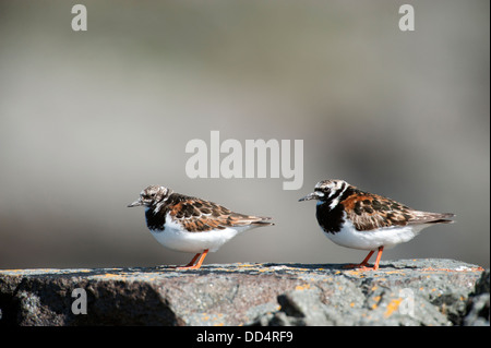 Ruddy Steinwälzer (Arenaria Interpres) Stockfoto