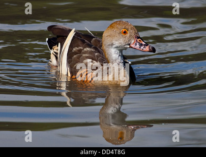 Die Eyton Pfeifen Ente / gefiederte Pfeifen Ente (Dendrocygna Eytoni) Stockfoto