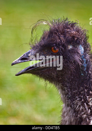 Emu (Dromaius Novaehollandiae) Stockfoto