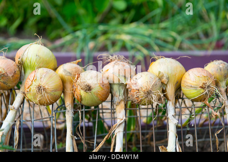 Maincrop Zwiebeln aufgehoben und Trocknung auf Drahtrahmen. Stockfoto