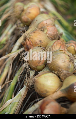 Maincrop Zwiebeln aufgehoben und Trocknung auf Drahtrahmen. Stockfoto