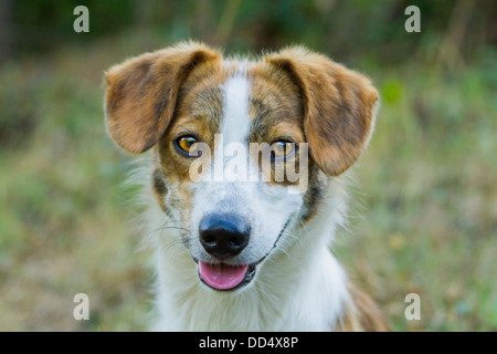 Teckel warten auf einen Befehl Stockfoto