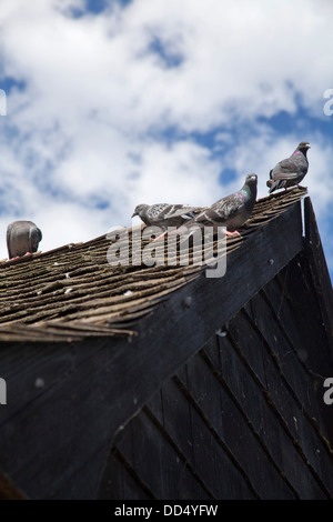 Tauben gehockt Shed-Dach im Battersea Park - London-UK Stockfoto