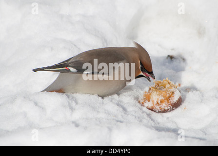 Seidenschwänze im Schnee Stockfoto