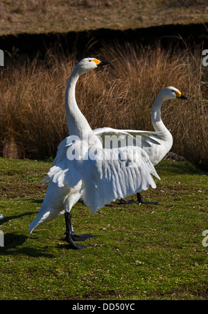 Zwergschwäne (Cygnus Columbianus) Stockfoto