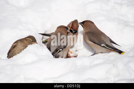 Seidenschwänze im Schnee Stockfoto